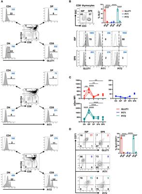 Phosphate Transporter Profiles in Murine and Human Thymi Identify Thymocytes at Distinct Stages of Differentiation